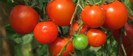 種植番茄的季節與環境